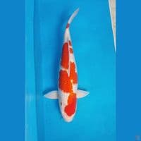 JUMBO KOHAKU GINRIN 55cm