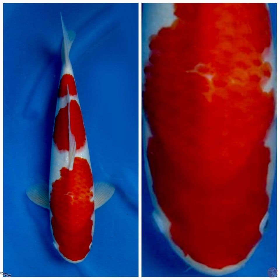 Kohaku f1 sakai murni 40cm male