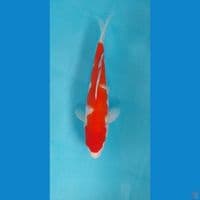 Kohaku Inazuma 28Cm Male