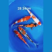 mix 28 34 cm 