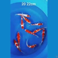 kohaku 20 22cm