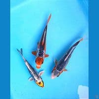 BUY 2 GET 3 - BABY ASAGI - MARUTEN SUSHUI 16CM