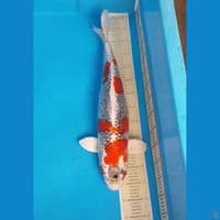 JUMBO RED KOJAKU 60cm