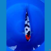 Tancho Showa 43cm original sumi pekat skin jooss SQ