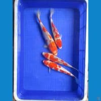 Paket Goshiki Cut Kering 
