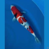 JUMBO SHOWA 40CM