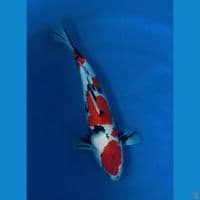 JUMBO SHOWA 41CM