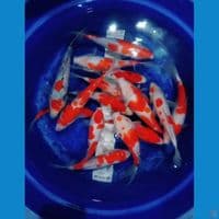 kohaku original 15ekor 24-30CM