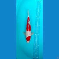 maruten kohaku strong 33cm