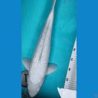 SHIROMUJI 48CM MALE GINRIN