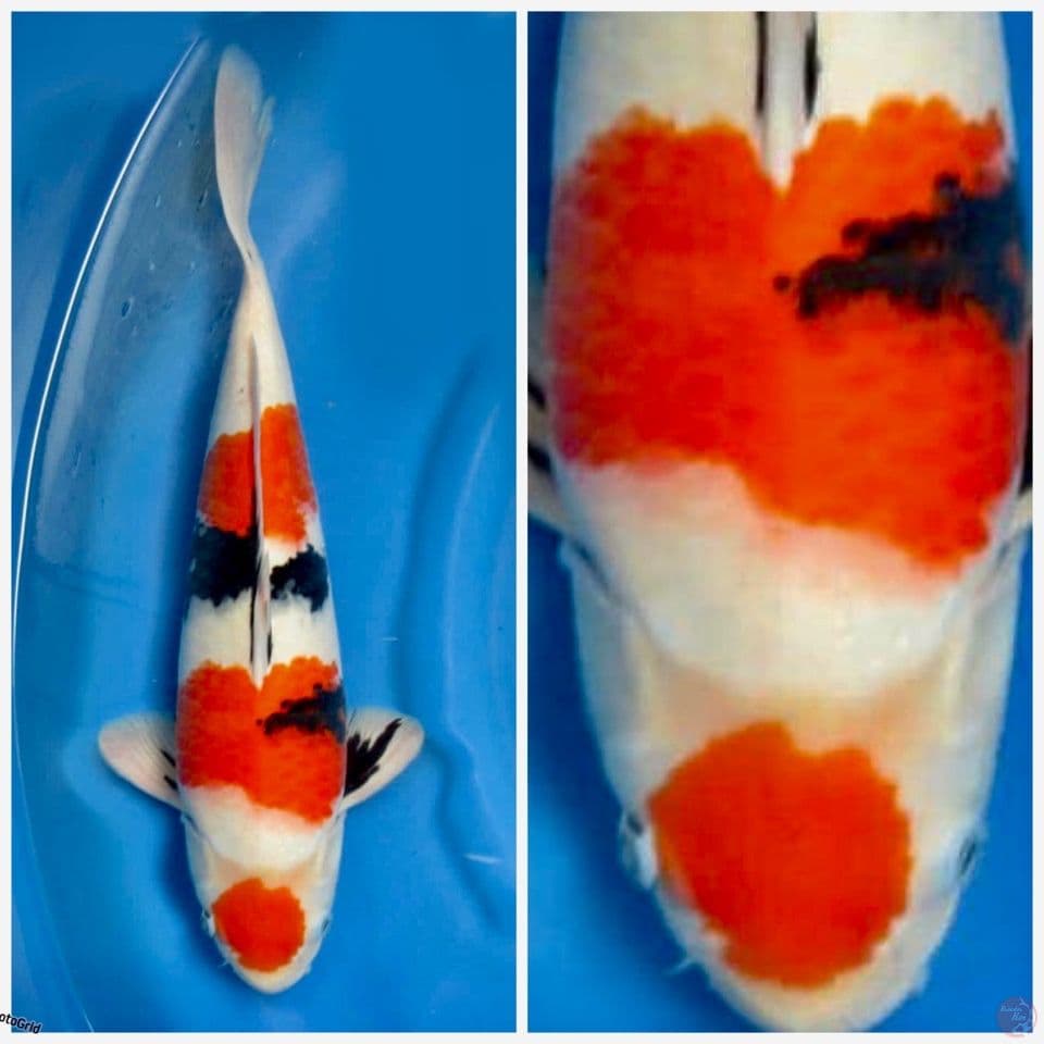 Showa maruten original f1 sakai 48cm