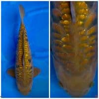 Super chagoi sisik gajah ikan jinak bulky size 53cm