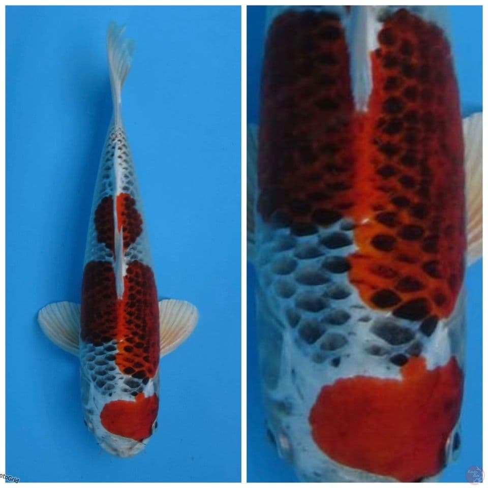 super red kujaku F1 marusai 28cm