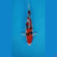 SQ SANKE 37cm