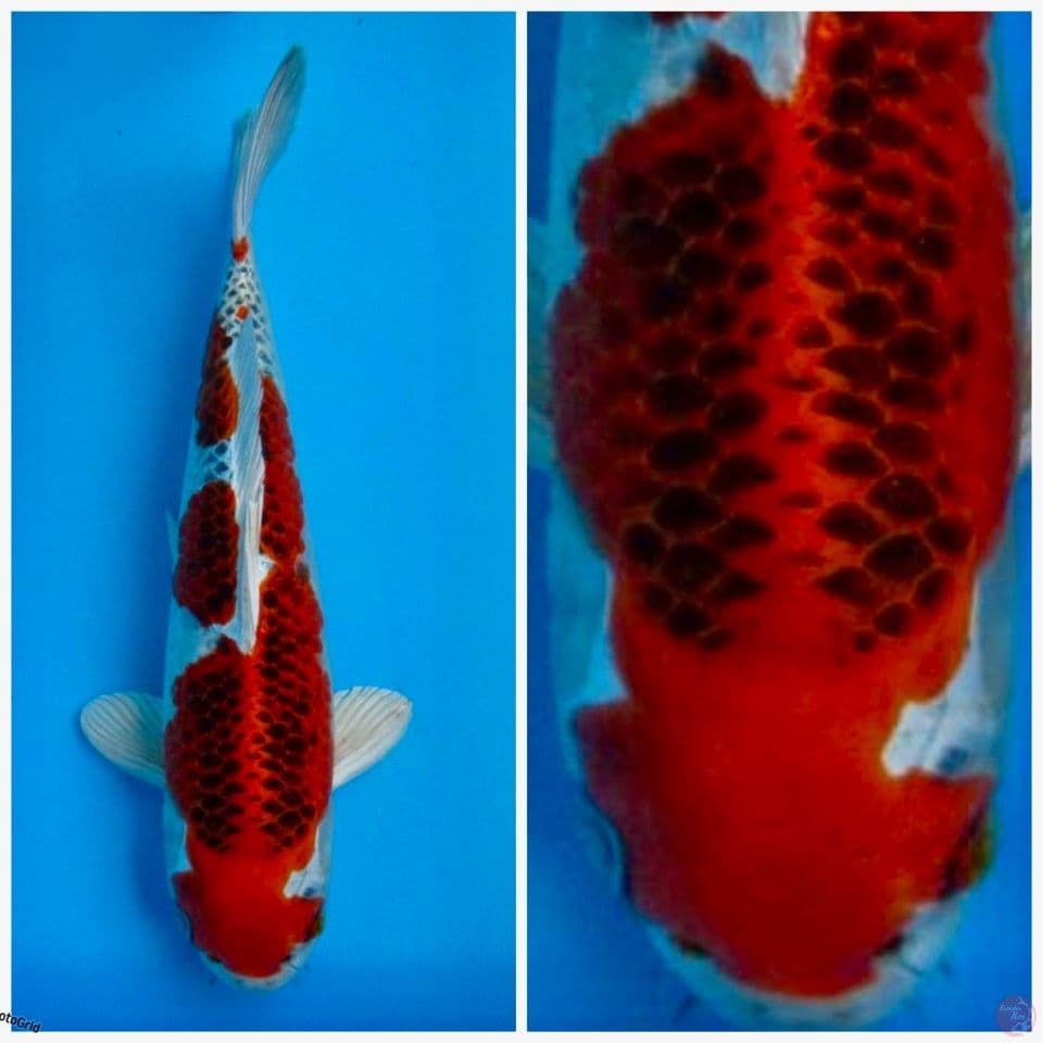 Super Red kujaku 32cm