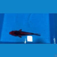 Matsuba tidak bocor 20cm