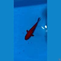 benigoi bahan perpunuk 15cm tidak bocor 