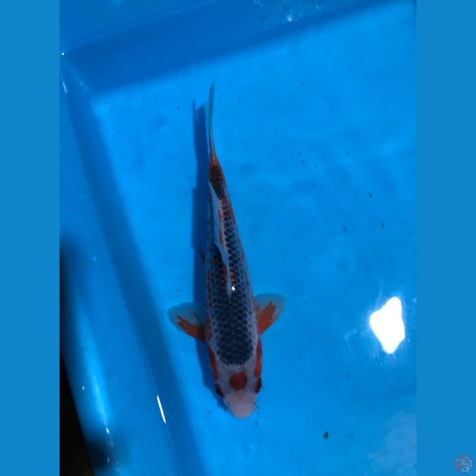 Asagi maruten 20cm