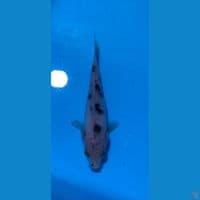 bekko doitsu tategoi 10cm 