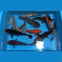 paket mix koi 10 ekor 20-23