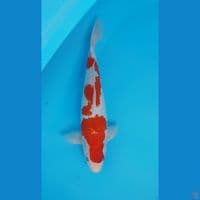HQ KOHAKU BAKAT JUMBO