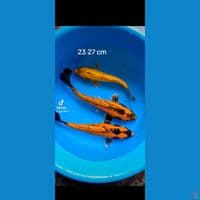 23 28 cm banana
