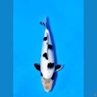 Shiro Utsuri SQ Show Quality 35cm