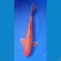 36cm orenji JANTAN