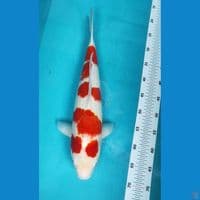 KOHAKU STRONG 47CM ORI JUMBO FM