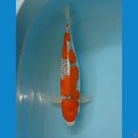 GHOAIKI RESENG 45cm