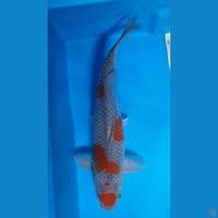 Ociba Sigure 37cm. 