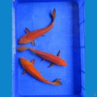 Penjinak Kolam 30, 31, 32 Cm