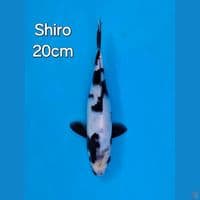 SHIRO UTSURI 20CM