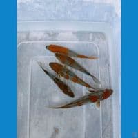 paket ociba 12-15 cm