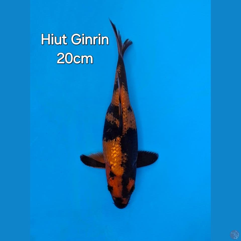 HIUTSURI GINRIN 20CM