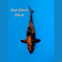 HIUTSURI GINRIN 20CM