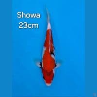 SHOWA 23CM