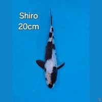 SHIRO UTSURI 20CM