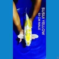 SUSUI YELLOW ????????