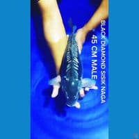 BLACK DIAMOND SISIK NAGA 