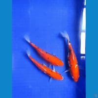 Beni Kumonryu 23, 24, 25 Cm