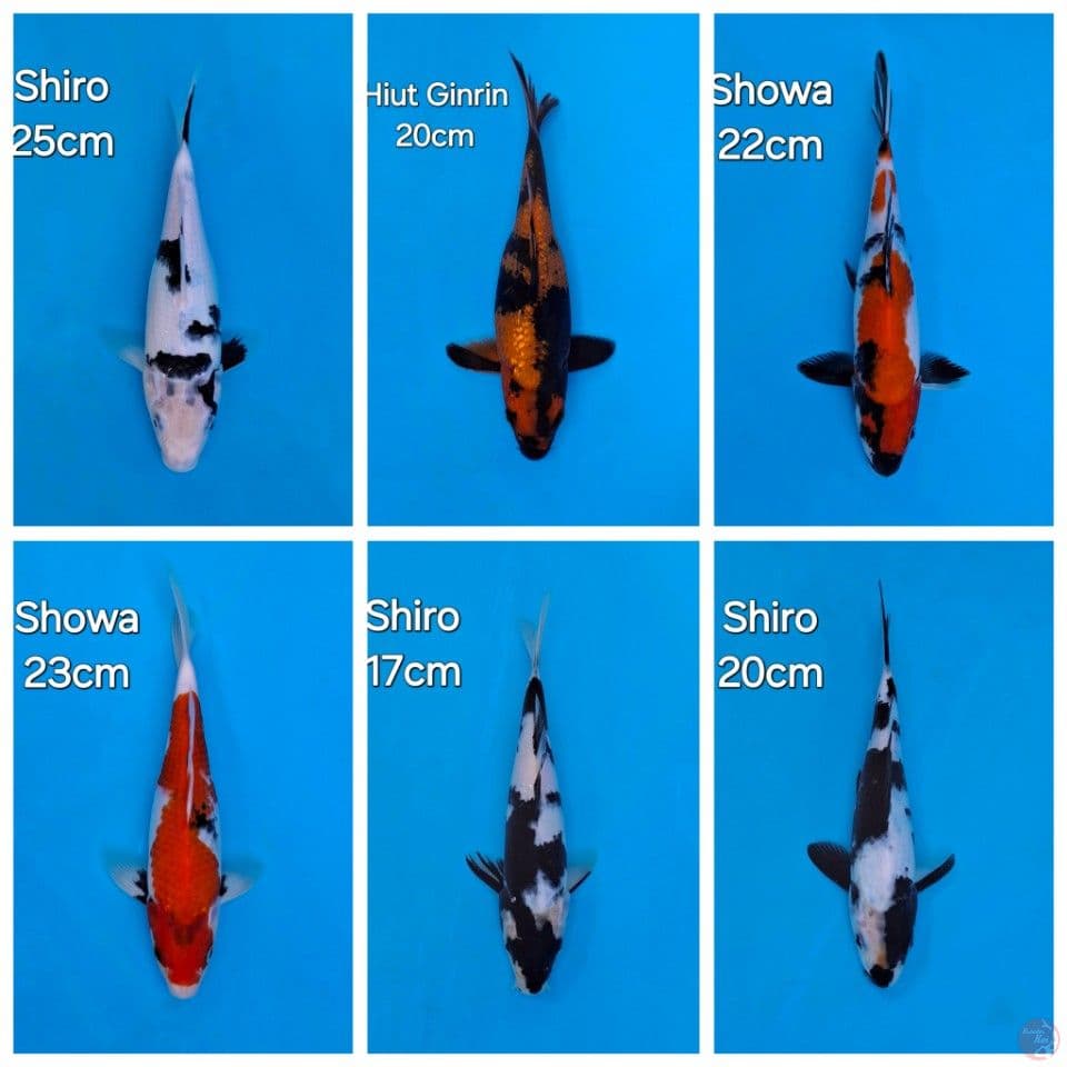 PAKET 6EKOR MIX KOI
