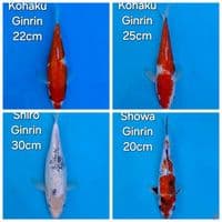 PAKET 4EKOR MIX KOI