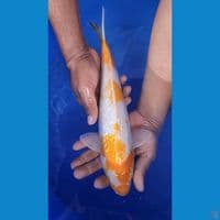 32cm Golden Corn