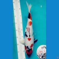 Kindai Showa 40cm