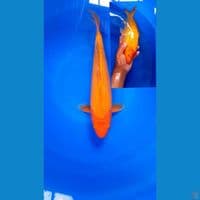 Red karashi 33 cm 