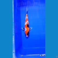 showa 30 cm