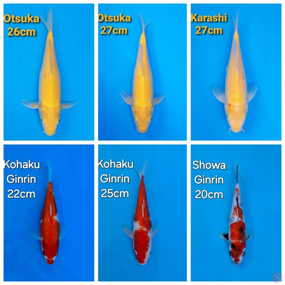 MIX KOI 6EKOR
