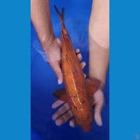 36cm caramel