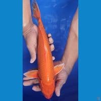 36cm orenji